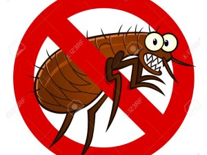 Flea & Tick Prevention