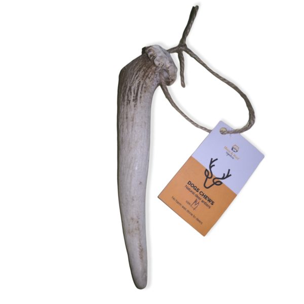 DEER ANTLER M