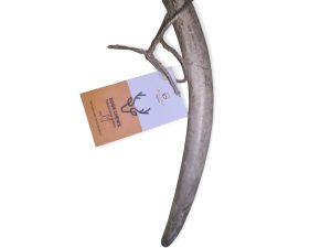 DEER ANTLER M