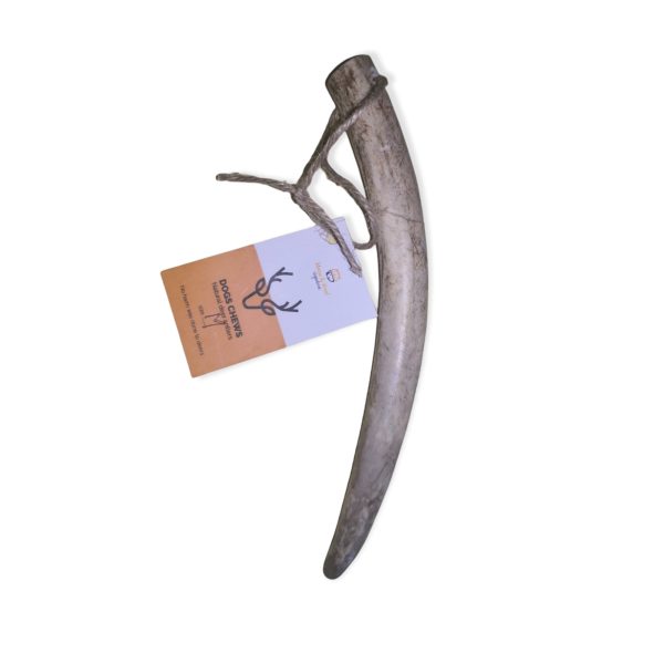 DEER ANTLER M