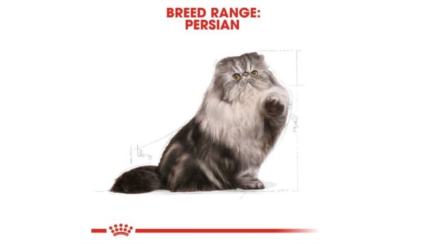 Royal Canin Persian Cat - Image 4