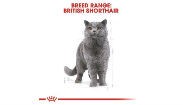 Royal Canin British Adult - Image 6