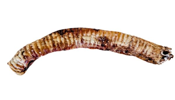 Beef Trachea Chew Large - Image 2